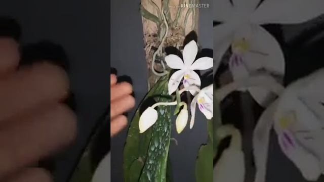 Aanggrek bulan spesies langka. смотреть онлайн
