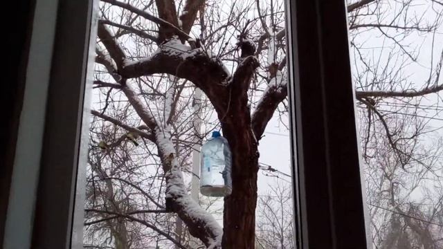 птицы кушают!Это так мило! смотреть онлайн