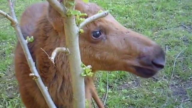 Едим мох, землю и кору)) смотреть онлайн