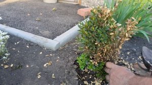 Обрезка✂️самшита после❄зимы 07.05.24  #город61 #самшит #обрезкасамшита #обзор #обрезкарастений