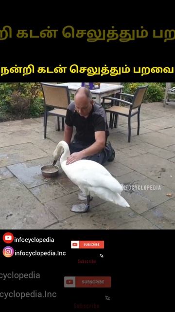 swans : Infocyclopedia #infocyclopedia #shorts #swans #humanity смотреть онлайн