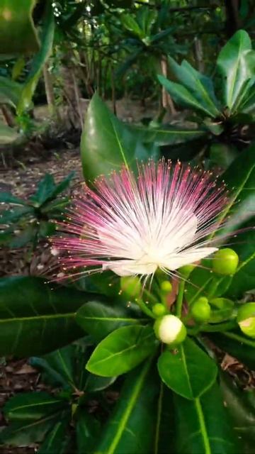 Fountain Flower! Any idea what is the name? #plantito #plantita #planters смотреть онлайн