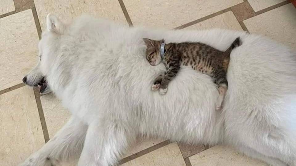 Я скучаю по душе. Николь Колина