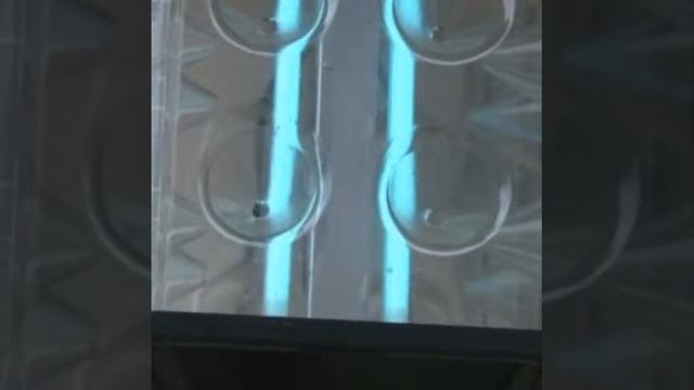 Vampir kelebek Ricania Simulans смотреть онлайн