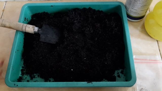 Cara Menanam Biji Kaktus Gymnocalycium Varigata смотреть онлайн