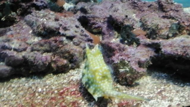 Москвариум, рыбки