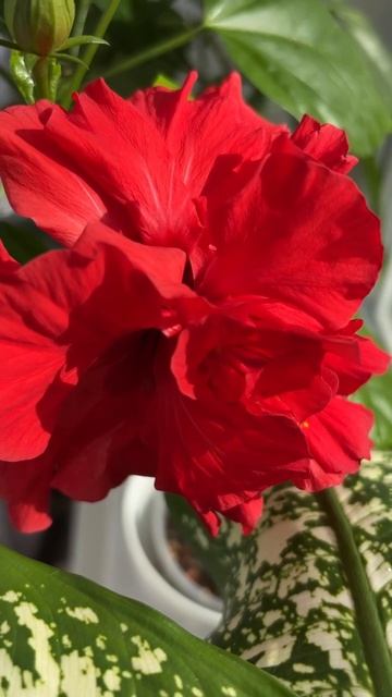 Как цветёт гибискус смотреть онлайн