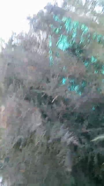 Пытаюсь укоренить можжевельник часть 2-я. Эксперименты дяди Вити 01.03.2023 смотреть онлайн