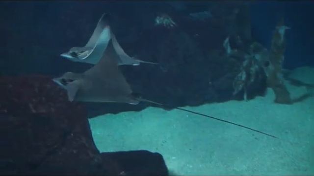 valencia L'Oceanografic смотреть онлайн