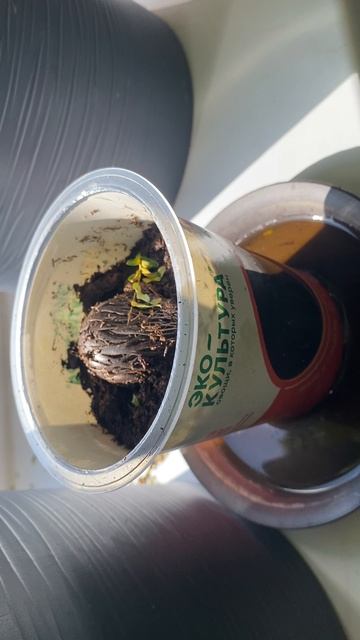 На моем окне проращиваю пальму Лисий хвост.