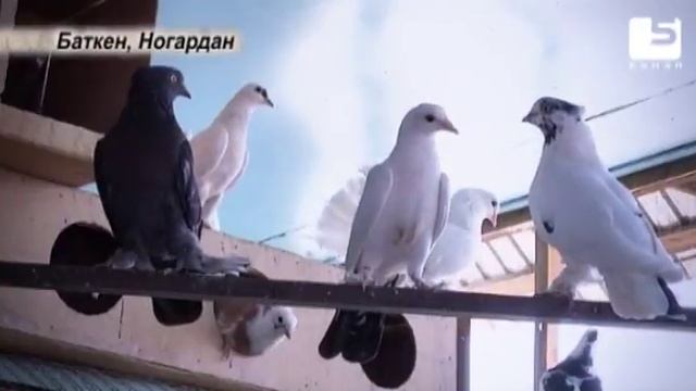 Кыштакча: любовь к птицам 12 смотреть онлайн
