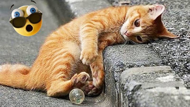 🤣 Лучшие видео о домашних животных 2025 г.😁😅😂 смотреть онлайн