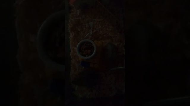 история хомяков!!!подаренных на новый год , доброй девочке Ксюши) Кузя и Гузя . смотреть онлайн