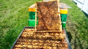 Сюрпризы погоды и выращивание трутня