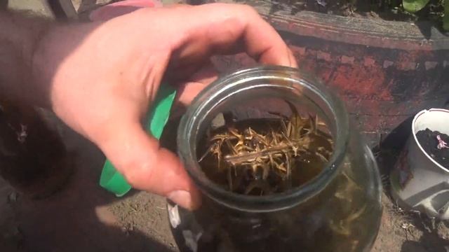чертополох (будяк) лечение шизофрении смотреть онлайн