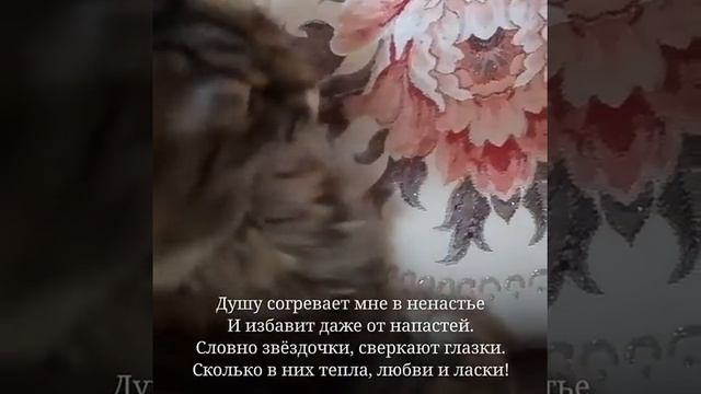 ПРИКОЛЬНЫЕ КОШКИ. ПРИКОЛЫ С КОШКАМИ. Кошечку погладить - наслажденье смотреть онлайн