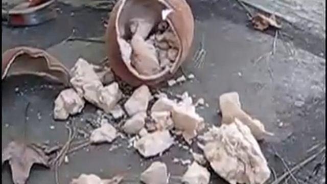 Taste Baobab Fruit.mp4 смотреть онлайн