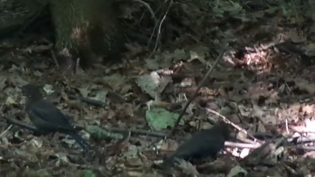 Черные дрозды и жуланы смотреть онлайн