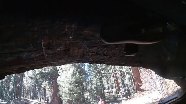 Sequoia National Park | Embers & Ash Adventures Tree Tunnel смотреть онлайн