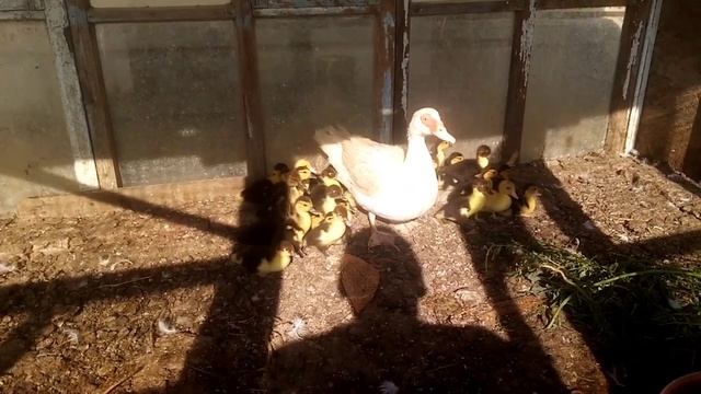 Закончили штукатурить стены. Обход хозяйства. смотреть онлайн