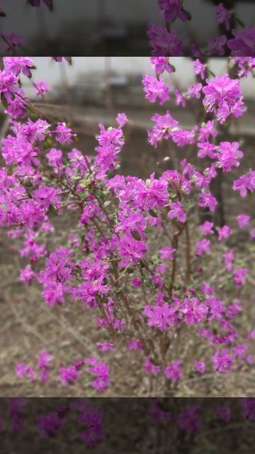 高山杜鹃 смотреть онлайн