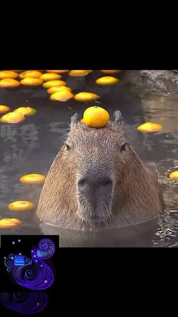 какая ты капибара? #капибара смотреть онлайн