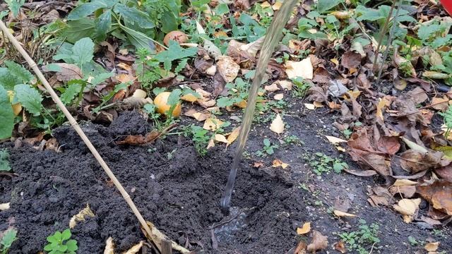 Hellebores aka Christmas roses, bargain from Lidl смотреть онлайн