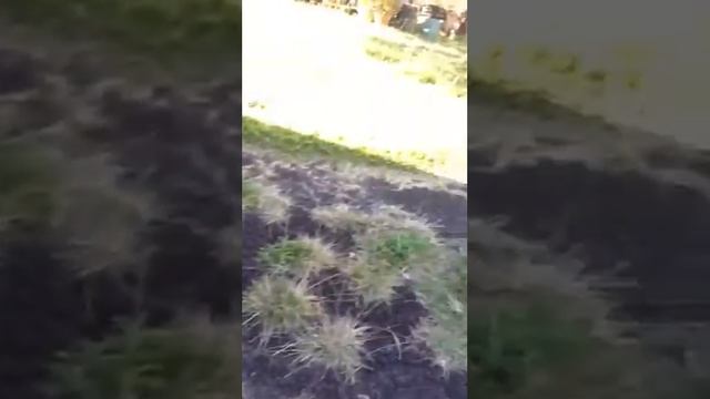 Kauai birds смотреть онлайн