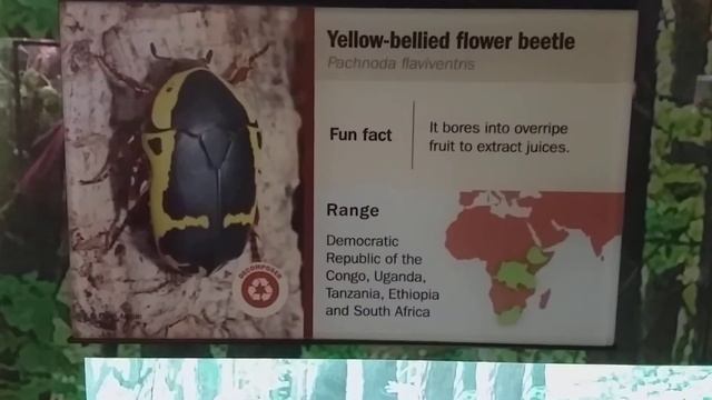 Yellow Bellied Flower Beetle смотреть онлайн