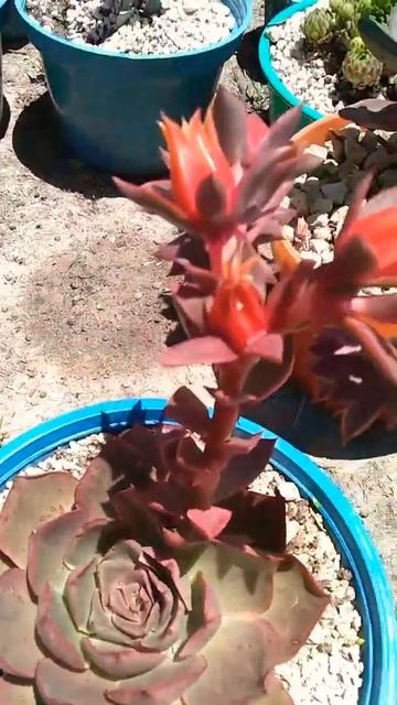 Floración Echeveria 'Avatar' смотреть онлайн