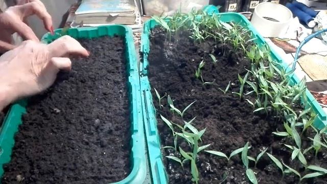 Пекирую перец / Хотела украсть / Жизнь в селе. смотреть онлайн