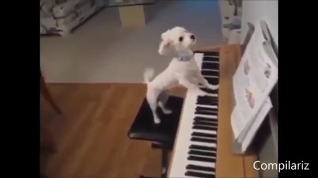 прикольные смотреть онлайн