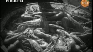 Хроники московского быта /  Вырезка и кости