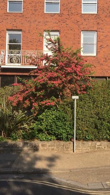 Pink Hawthorn (Crataegus) - shrub - May 2018 смотреть онлайн