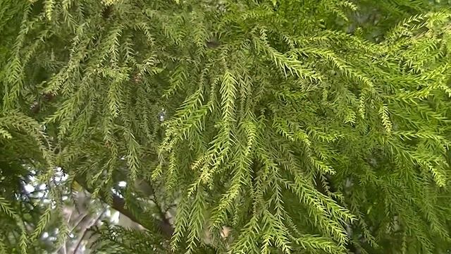 春の杉（スギ）　Cryptomeria in spring (Healing video) смотреть онлайн