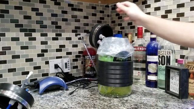 How To Harvest Phytoplankton & Copepods - Poseidon Reef Systems - Culturing Phyto & Copepods смотреть онлайн