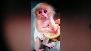 Обезьянка улыбается.