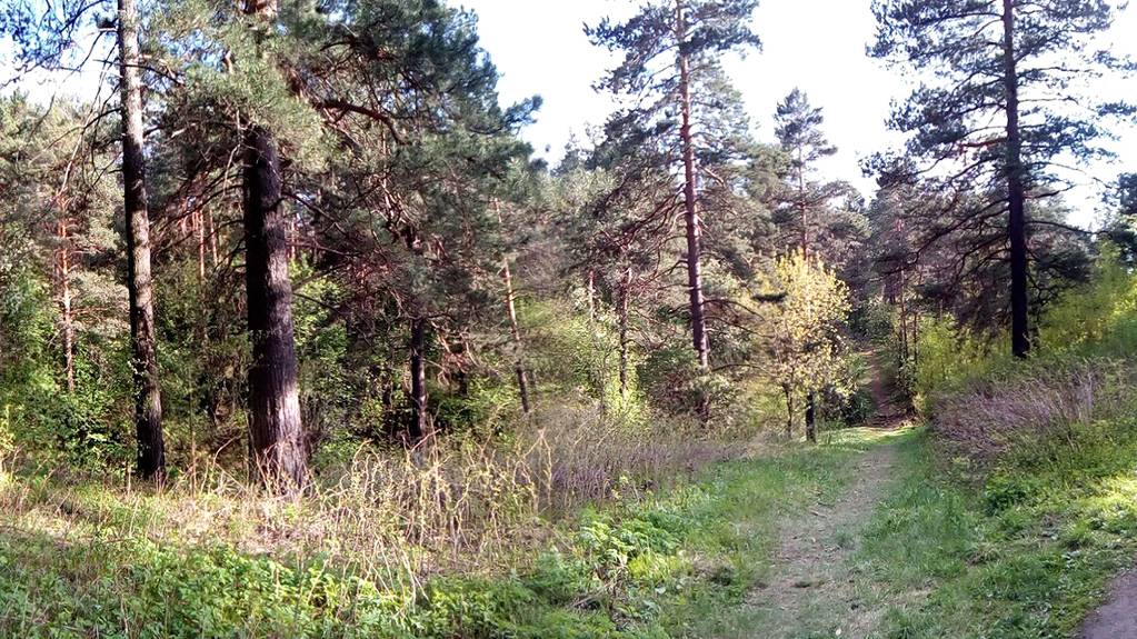 Поют птицы! Очень прекрасно. Весна. Апрель. Жара. Сибирь. +26. Лес. Прогулка. Летают бабочки, шмели смотреть онлайн