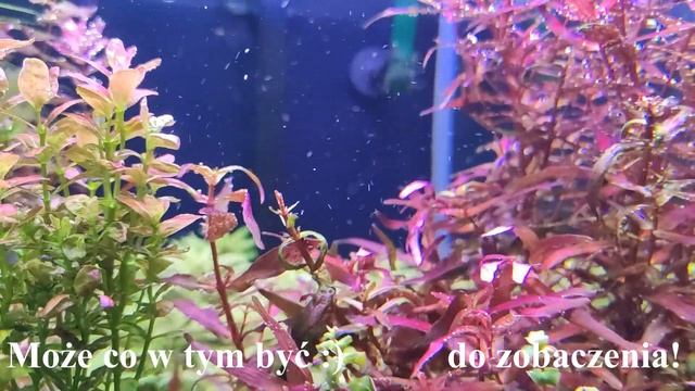 Akwarium roślinne 180l #4 - Przypadkowy nadmiar cynku? смотреть онлайн