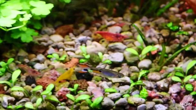 Campoma 43 Lavender, pure wingei. ปลาหางนกยูงป่า เอนเลอร์ смотреть онлайн