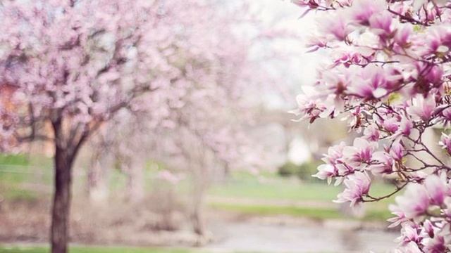 Sakura Pink смотреть онлайн