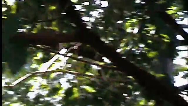 как белка @ орех (хо_ва_ла) смотреть онлайн