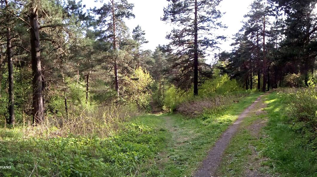 Прогулка по лесу. Бор. Весна в Апреле. Красота какая. Просыпается природа в Сибири. +26. Тепло. Ура! смотреть онлайн