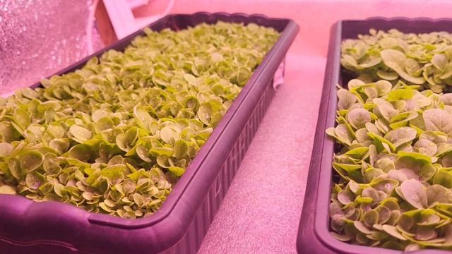 Рассада табака. Уже скоро на всех грядках табаководов ))) смотреть онлайн