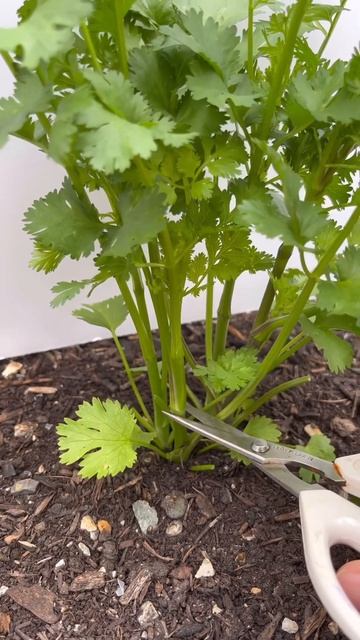Growing cilantro in the summer #gardening #garden #cilantro смотреть онлайн