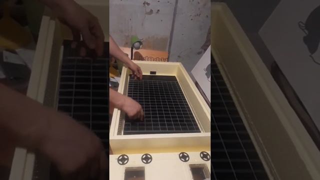 Инкубация перепелов(часть 1) смотреть онлайн