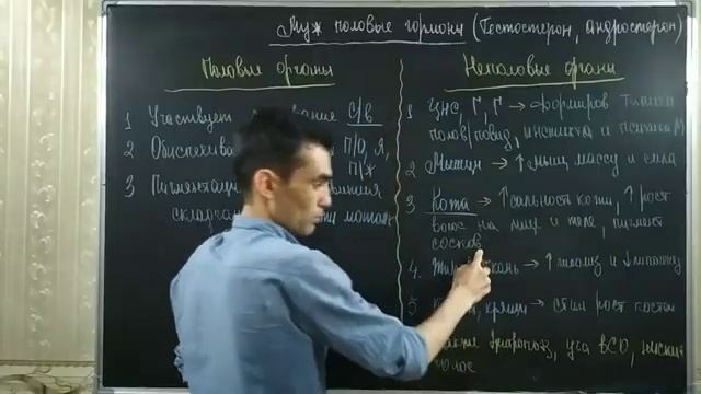 ЭНДОКРИННАЯ СИСТЕМА. МУСКИЕ ПОЛОВЫЕ ГОРМОНЫ смотреть онлайн