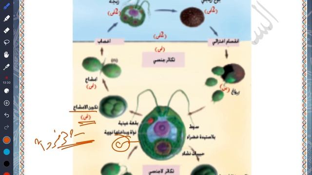 الاحياء للسادس العلمي \ التكاثر \ الكلاميدوموناس смотреть онлайн