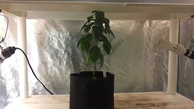 Indoor strawberry grow update. 4-9-13 смотреть онлайн