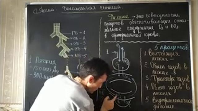 ДЫХАНИЕ. ОБЩАЯ ХАРАКТЕРИСТИКА смотреть онлайн